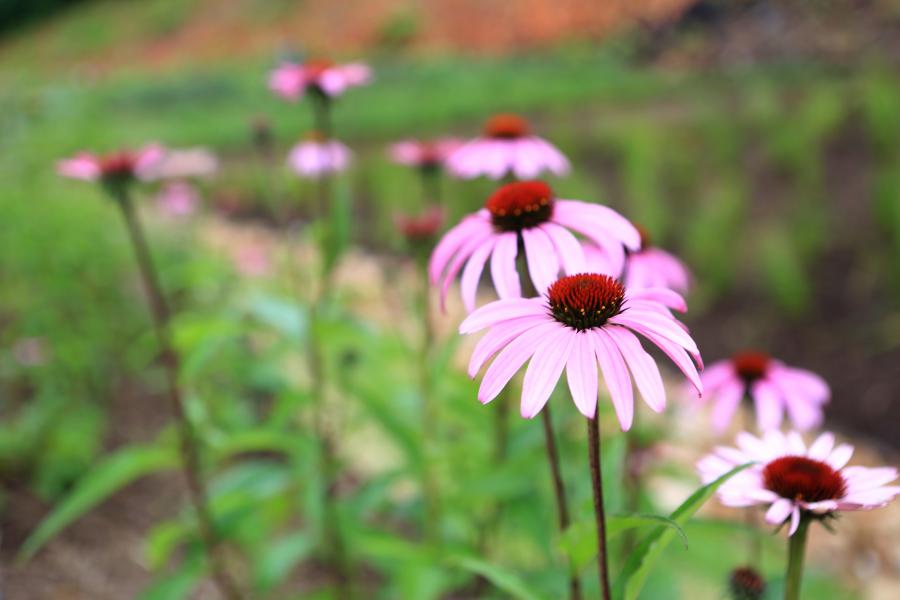 Photo of purple cone flowers at a rain garden in Pittsburgh