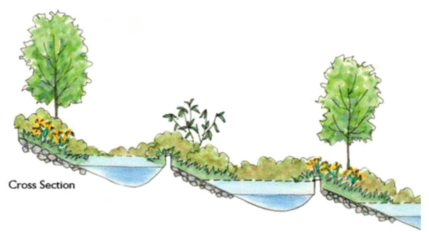 Illustrated cross section of a tiered rain garden