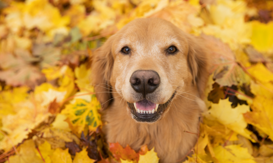 A golden retriever dog looking at the camera from a pile of fallen yellow leaves.