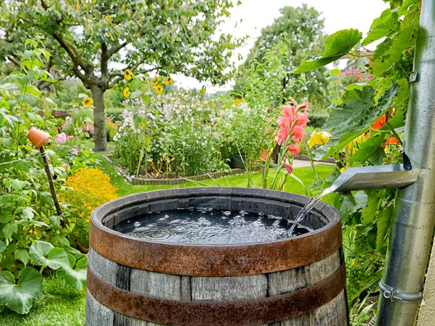 A rain barrel collecting water from a house gutter by a garden
