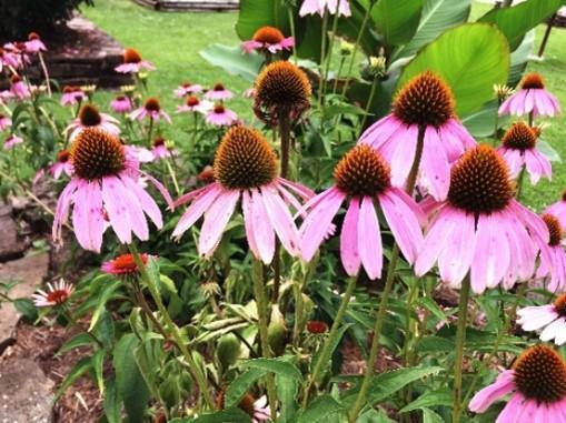 Image of Coneflower, a native plant species