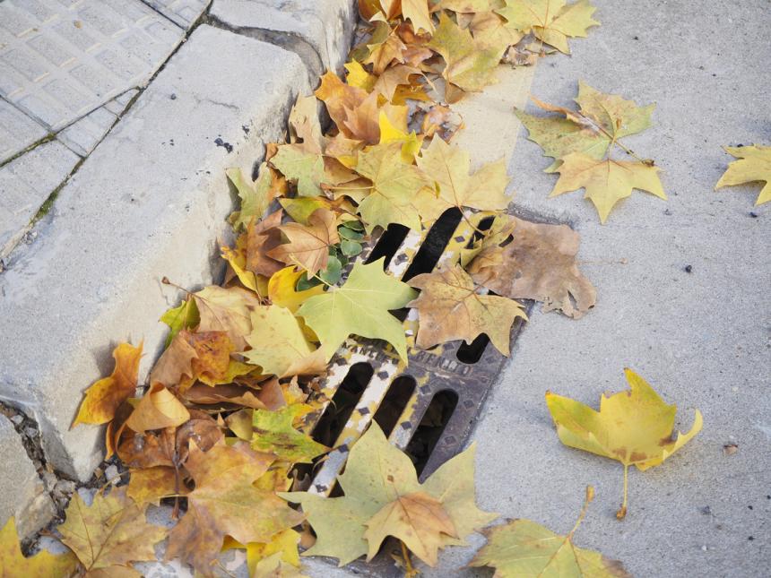 Leaves crowding over a storm drain. 