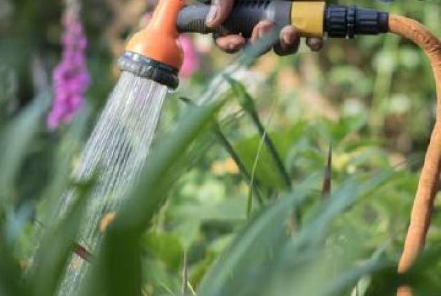A person watering a garden with a hose