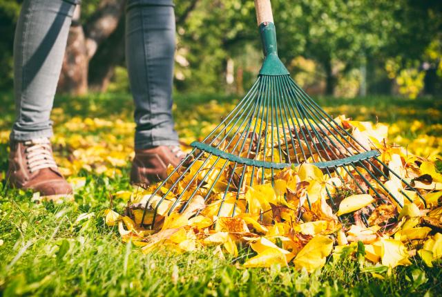 Photo of a person in jeans and boots raking fallen leaves in a grass yard