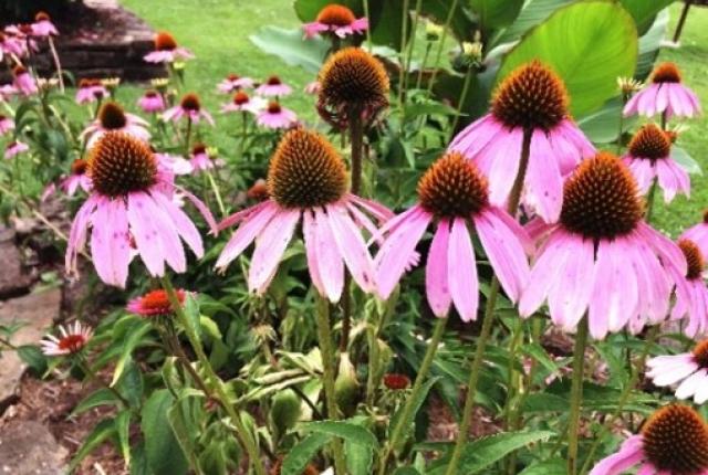 Image of Coneflower, a native plant species