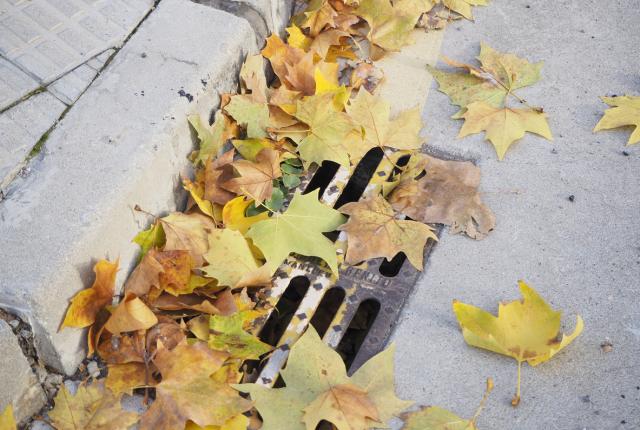 Leaves crowding over a storm drain. 